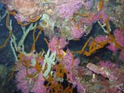 Pot�p�n� u ostrova Bunaken, lokalita Chelo Chelo. Sulawesi, Indon�sie.