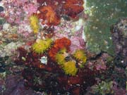 Pot�p�n� u ostrova Bunaken, lokalita Chelo Chelo. Sulawesi, Indon�sie.
