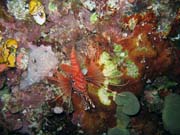 Lionfish. Pot�p�n� u ostrova Bunaken, lokalita Chelo Chelo. Sulawesi, Indon�sie.