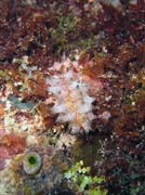Nudibranch. Pot�p�n� u ostrova Bunaken, lokalita Chelo Chelo. Sulawesi, Indon�sie.