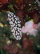 Polyclad flatworn. Pot�p�n� u ostrova Bunaken, lokalita Alban. Sulawesi, Indon�sie.