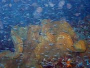Pot�p�n� u ostrova Bunaken, lokalita Alban. Sulawesi, Indon�sie.
