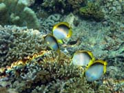 Spotfin Butterflyfish. Pot�p�n� u ostrova Bunaken, lokalita Alban. Sulawesi, Indon�sie.
