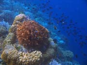 Pot�p�n� u ostrova Bunaken, lokalita Alban. Sulawesi, Indon�sie.