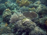 Pot�p�n� u ostrova Bunaken, lokalita Alban. Sulawesi, Indon�sie.