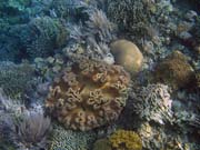 Pot�p�n� u ostrova Bunaken, lokalita Alban. Sulawesi, Indon�sie.