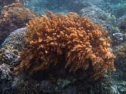 Pot�p�n� u ostrova Bunaken, lokalita Alban. Sulawesi, Indon�sie.