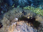 Pot�p�n� u ostrova Bunaken, lokalita Alban. Sulawesi, Indon�sie.