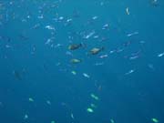 Pot�p�n� u ostrova Bunaken, lokalita Alban. Sulawesi, Indon�sie.