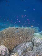 Pot�p�n� u ostrova Bunaken, lokalita Alban. Sulawesi, Indon�sie.