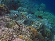 Pot�p�n� u ostrova Bunaken, lokalita Alban. Indon�sie.
