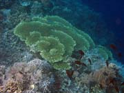 Pot�p�n� u ostrova Bunaken, lokalita Alban. Indon�sie.