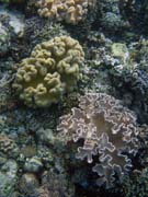 Pot�p�n� u ostrova Bunaken, lokalita Alban. Indon�sie.