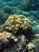 Pot�p�n� u ostrova Bunaken, lokalita Alban. Indon�sie.
