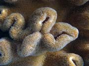 Pot�p�n� u ostrova Bunaken, lokalita Alban. Indon�sie.