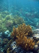 Pot�p�n� u ostrova Bunaken, lokalita Alban. Indon�sie.
