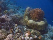 Pot�p�n� u ostrova Bunaken, lokalita Alban. Indon�sie.