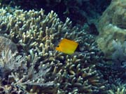 Long-nosed Butterfly Fish. Pot�p�n� u ostrova Bunaken, lokalita Alban. Indon�sie.