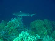 Whitetip Reef Shark. Pot�p�n� u ostrova Bunaken, lokalita Alban. Indon�sie.
