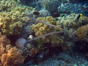Trumpetfish. Pot�p�n� u ostrova Bunaken, lokalita Alban. Indon�sie.