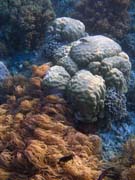 Pot�p�n� u ostrova Bunaken, lokalita Alban. Indon�sie.