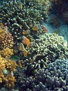 Pot�p�n� u ostrova Bunaken, lokalita Alban. Indon�sie.