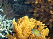 Pot�p�n� u ostrova Bunaken, lokalita Alban. Indon�sie.