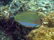 Pot�p�n� u ostrova Bunaken, lokalita Alban. Indon�sie.