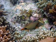 Pot�p�n� u ostrova Bunaken, lokalita Alban. Indon�sie.