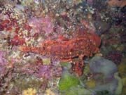 Scorpionfish. Pot�p�n� u ostrova Bunaken, lokalita Lekuan I. Indon�sie.