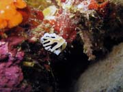 Nudibranch. Pot�p�n� u ostrov� Togian, Kadidiri, lokalita Taipee Wall. Indon�sie.