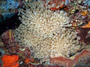 Pot�p�n� u ostrov� Togian, Kadidiri, lokalita Taipee Wall. Sulawesi, Indon�sie.