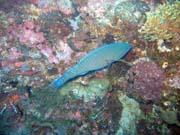 Parrotfish. Pot�p�n� u ostrov� Togian, Kadidiri, lokalita Taipee Wall. Sulawesi, Indon�sie.