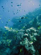 Pot�p�n� u ostrov� Togian, Kadidiri, lokalita Taipee Wall. Sulawesi, Indon�sie.