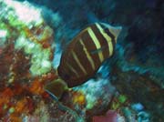 Pot�p�n� u ostrov� Togian, Kadidiri, lokalita Taipee Wall. Sulawesi, Indon�sie.