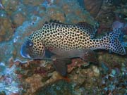Pot�p�n� u ostrov� Togian, Kadidiri, lokalita Taipee Wall. Sulawesi, Indon�sie.