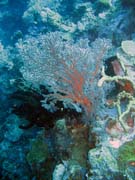 Pot�p�n� u ostrov� Togian, Kadidiri, lokalita Taipee Wall. Sulawesi, Indon�sie.