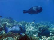 Double-headed Parrotfish (Bolbometopon muricatum). Pot�p�n� u ostrov� Togian, Kadidiri, lokalita Taipee Wall. Sulawesi,  Indon�sie.