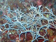 Pot�p�n� u ostrov� Togian, Kadidiri, lokalita Labyrint. Sulawesi, Indon�sie.