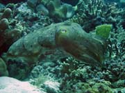 S�pie, Pot�p�n� u ostrov� Togian, Kadidiri, lokalita Labyrint. Sulawesi, Indon�sie.