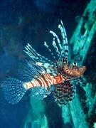 Perut�n, nebo-li Lionfish. Pot�p�n� u ostrov� Togian, Kadidiri, vrak bombard�ru B24 z druh� sv�tov� v�lky potopen� 3. kv�tna 1945. Sulawesi, Indon�sie.