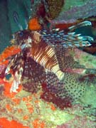 Perut�n, nebo-li Lionfish. Pot�p�n� u ostrov� Togian, Kadidiri, vrak bombard�ru B24 z druh� sv�tov� v�lky potopen� 3. kv�tna 1945. Indon�sie.