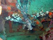 Perut�n, nebo-li Lionfish. Pot�p�n� u ostrov� Togian, Kadidiri, vrak bombard�ru B24 z druh� sv�tov� v�lky potopen� 3. kv�tna 1945. Indon�sie.