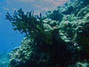 Pot�p�n� u ostrov� Togian, Kadidiri, lokalita Two Canyons. Indon�sie.