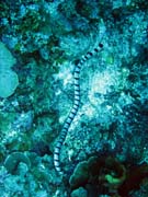 Kor�lov� had - Sea krait (Laticauda colubrina). Pot�p�n� u ostrov� Togian, Kadidiri, lokalita Two Canyons. Indon�sie.