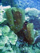 Pot�p�n� u ostrov� Togian, Kadidiri, lokalita Two Canyons. Indon�sie.