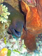 Mur�na, nebo-li Giant moray eel (Gymnothorax javanicus). Pot�p�n� u ostrov� Togian, Kadidiri, lokalita Two Canyons. Indon�sie.