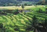 R��ov� pole u m�sta Bukittinggi. Sumatra, Indon�sie.