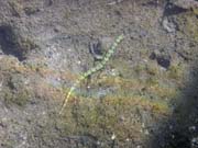 Pipefish. Pot�p�n� u ostrov� Togian, Una Una, lokalita Apollo. Indon�sie.