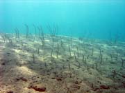 �ho�, nebo-li Garden eel. Pot�p�n� u ostrov� Togian, Una Una, lokalita Apollo. Indon�sie.